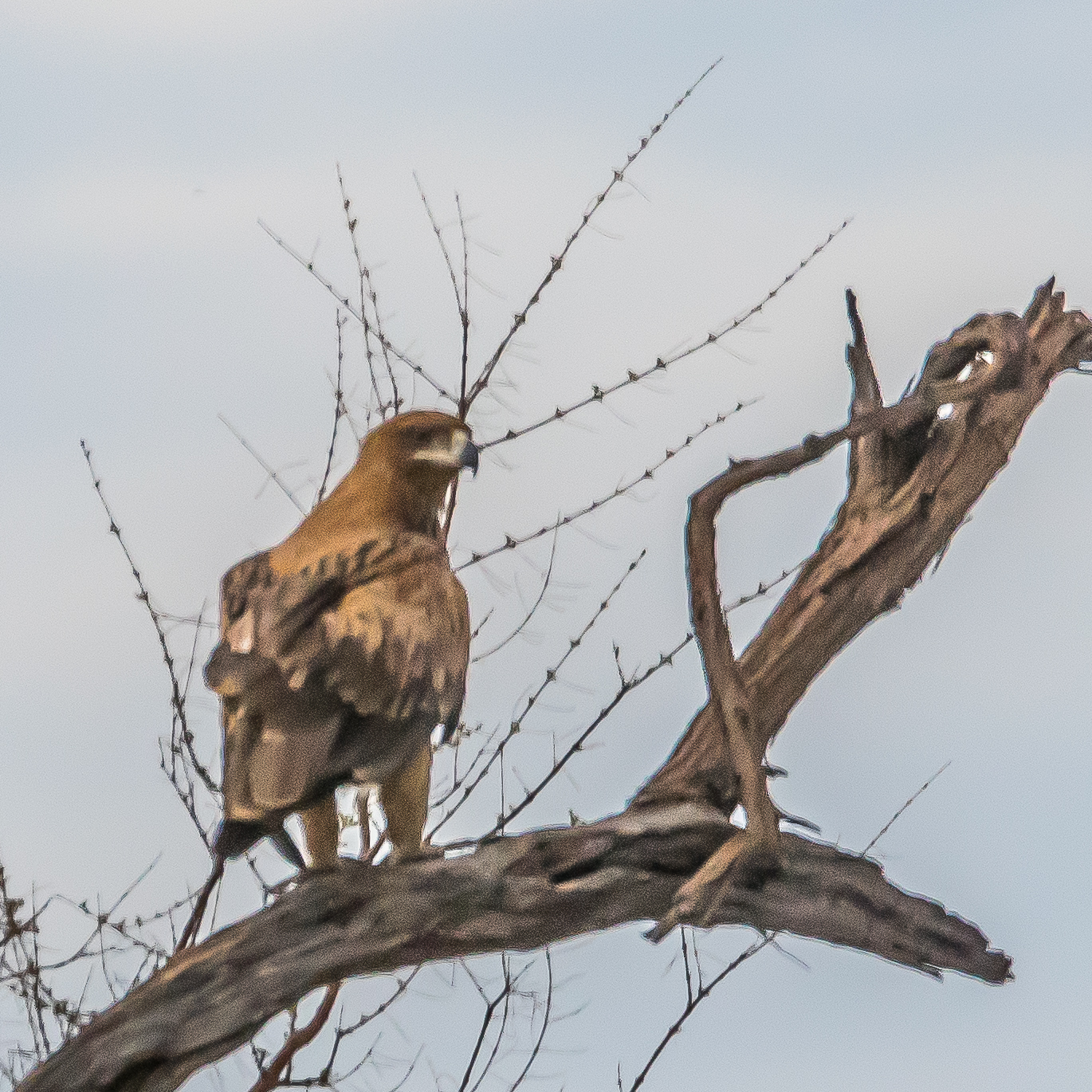 Aigle ravisseur adulte (Tawny eagle, Aquila rapax), Kwando reserve, Delta de l'Okavango, Botswana.